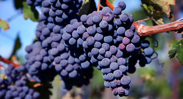 giong-nho-merlot-la-gi-13-2_1_-6-2.webp