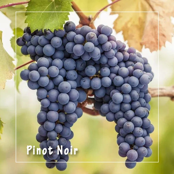 nho-pinot-noir1-12-2_1_-6-2.webp